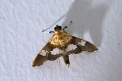Aetholix flavibasalis