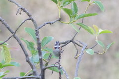 Zonotrichia capensis