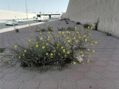 Launaea mucronata