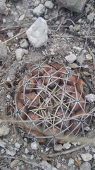 Thelocactus hexaedrophorus hexaedrophorus