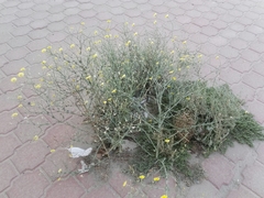 Launaea mucronata