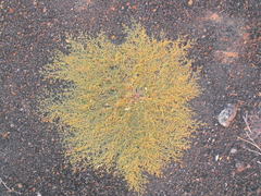 Euphorbia polycarpa