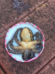 Hapalochlaena maculosa