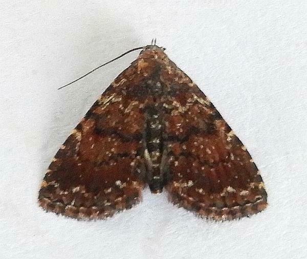 Metalectra albilinea