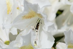 Ancistrocerus waldenii