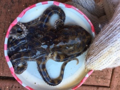 Hapalochlaena maculosa