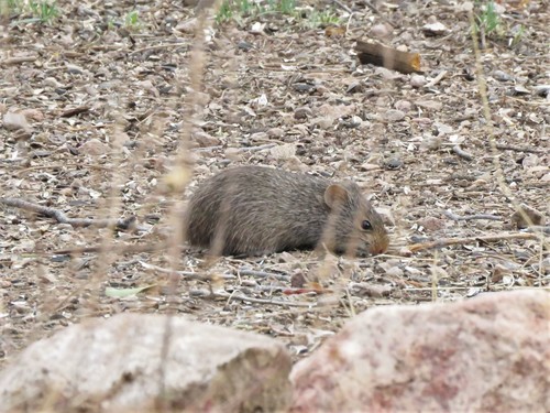 Sigmodon ochrognathus