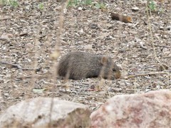 Sigmodon ochrognathus