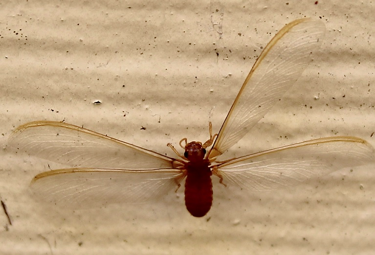 Schedorhinotermes from Smiths Lake NSW 2428, Australia on October 23