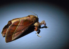 Lepidoptera