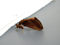 Lepidoptera