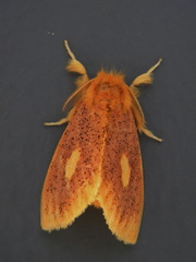 Euproctis plagiata