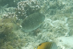 Siganus spinus
