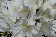 Ancistrocerus waldenii