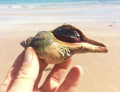 Australaria australasia