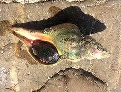 Australaria australasia