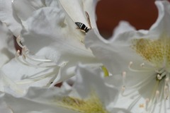 Ancistrocerus waldenii