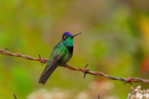 Rivoli's Hummingbird
