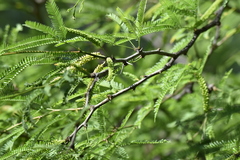 Prosopis laevigata