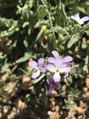 Matthiola parviflora