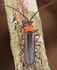 Podabrus vernalis