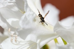 Ancistrocerus waldenii