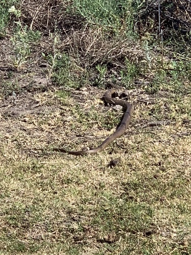 Eastern Brown Snake sighting