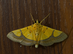 Endocrossis flavibasalis