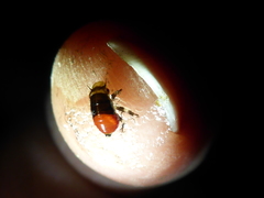 Aphrophora permutata