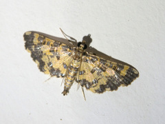 Eurrhyparodes tricoloralis