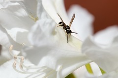 Ancistrocerus waldenii