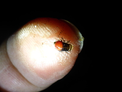 Aphrophora permutata