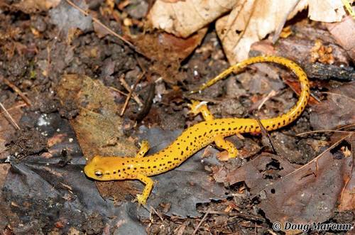 Long-tailed Salamander