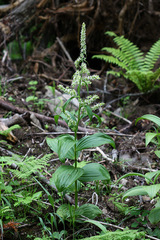 Veratrum grandiflorum