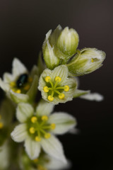Veratrum grandiflorum