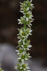 Veratrum grandiflorum