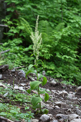 Veratrum grandiflorum