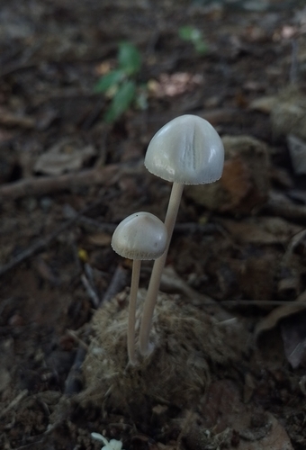 Panaeolus antillarum (Panaeolus antillarum)