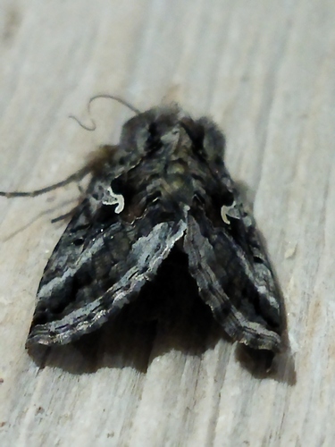 Photo of Silver Υ (Autographa gamma)