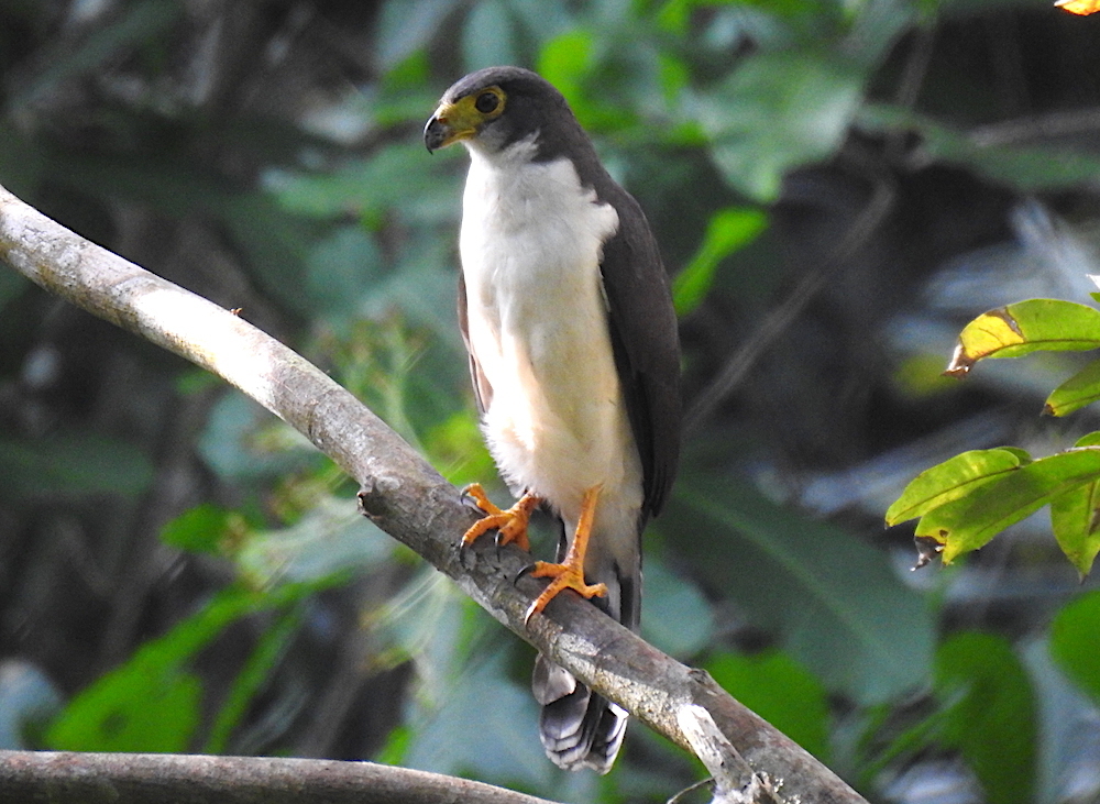 Slaty-Backed Forest-Falcon