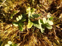 Polypodium glycyrrhiza