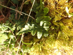 Polypodium glycyrrhiza