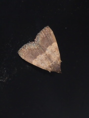 Hydrillodes lentalis