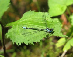 Chromagrion conditum