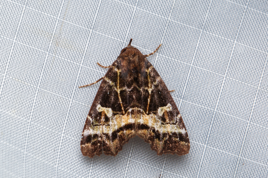 Lineopalpa horsfieldi