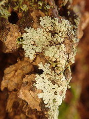 Parmeliopsis ambigua