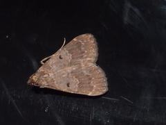 Hydrillodes nilgirialis