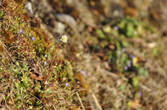 Micranthes integrifolia