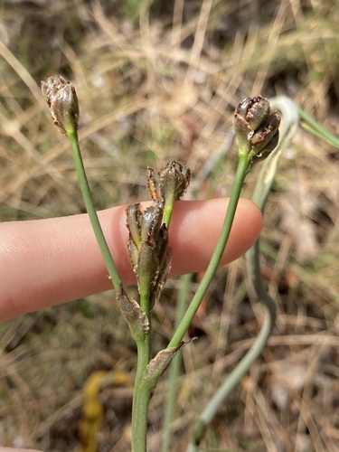Image of Haemodorum paniculatum by (c) Thomas Mesaglio, some rights reserved (CC BY)