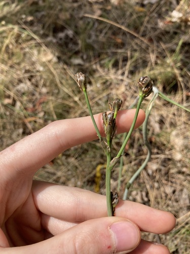 Image of Haemodorum paniculatum by (c) Thomas Mesaglio, some rights reserved (CC BY)